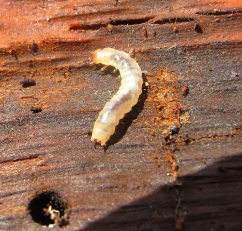 Réf. 259 598 : Agnathus decoratus